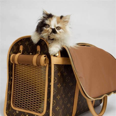 cat carrier louis vuitton|louis vuitton dog carrier 50.